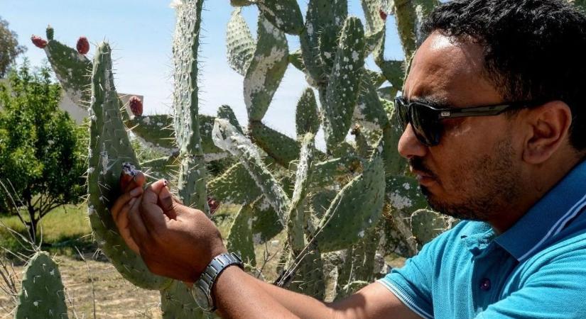 Apró rovar pusztíthat ki egy országnyi kaktuszt