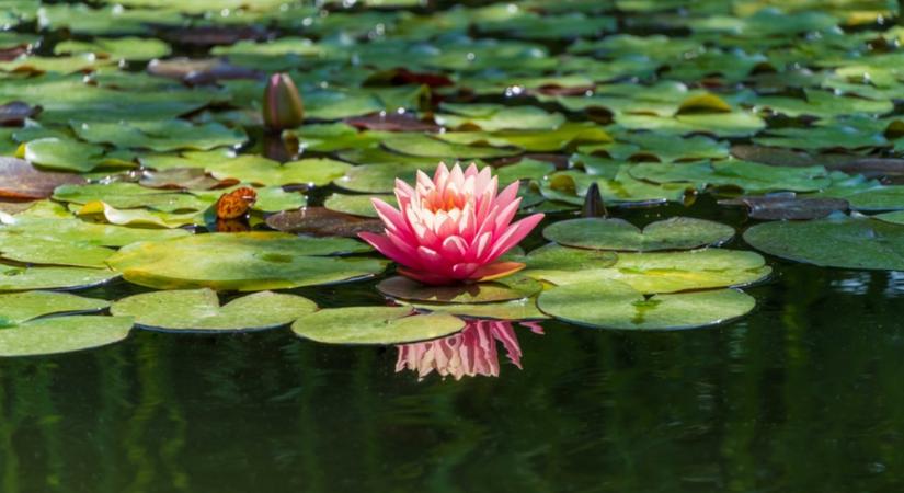 Vízinövények gondozása: így ápold a kerti tó virágait, hogy szépek maradjanak