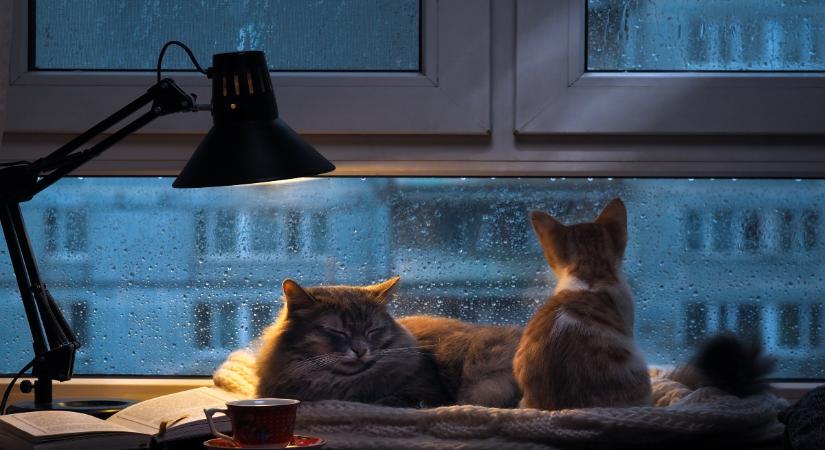 Érdemes felkapcsolni a lámpát éjszakára a macskának?