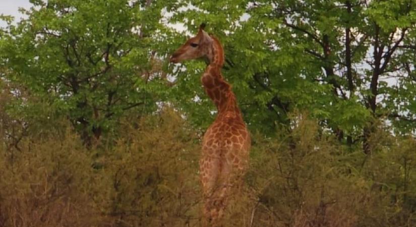 Cikcakkos nyakú zsiráfot fotóztak