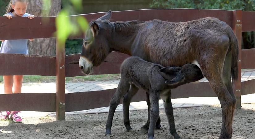 Szamárcsikó született a Zoo Debrecenben, mi nevezhetjük el – videóval