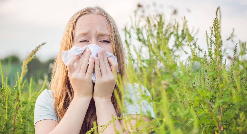 Elindult a parlagfű pollenszezon - ezeket teheti az allergia ellen!