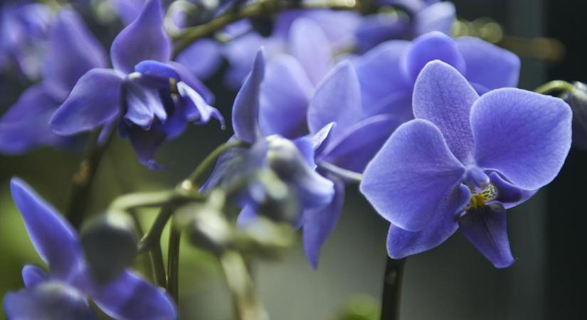 Így érheted el, hogy az orchideád egész évben virágozzon