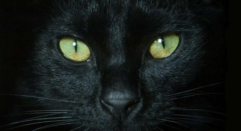 A péniszlopó és gyerekgyilkos cicáktól a szerencsehozó szerencsésekig: macskalegendák a világból
