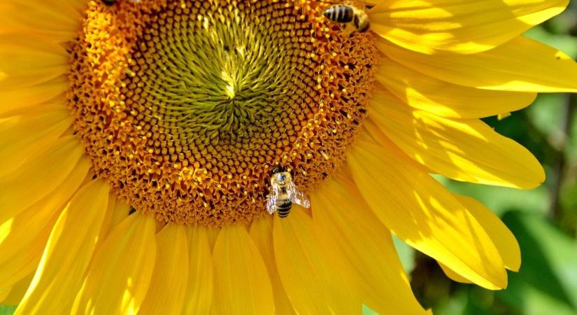 Jó minőségű napraforgómézet gyűjtöttek a méhek