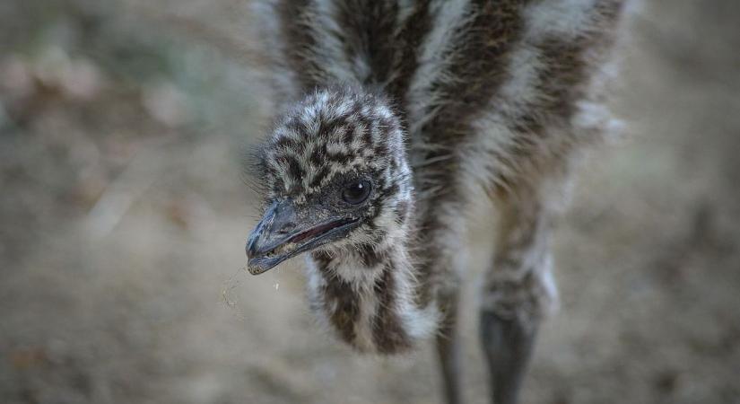 Újra emucsibék nevelkednek a Gyöngyösi Állatkertben  fotók