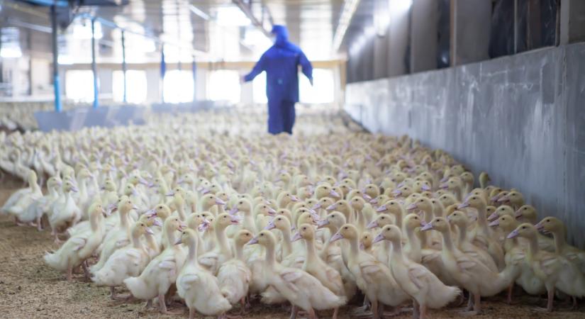Nagy a baj: azonnali lépéseket sürgetnek a szakértők a madárinfluenza miatt