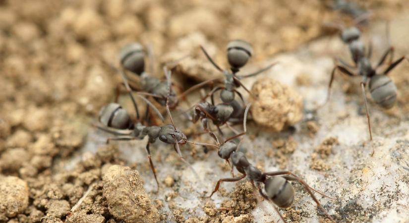 Hogyan védekezzünk a hangyák ellen?