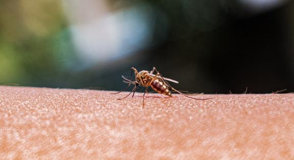 Így enyhítse a szúnyogcsípés okozta viszketést házi szerekkel