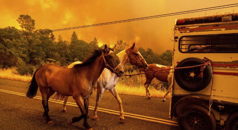 Kaliforniában a valaha volt legnagyobb erdőtűz pusztít: emberi hiba okozhatta a tragédiát - Sokkoló fotók láttak napvilágot