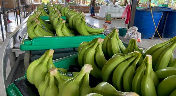 Évente 80 millió tonna banán megy a kukába Pakisztánban, most ruha és áram lehet belőle