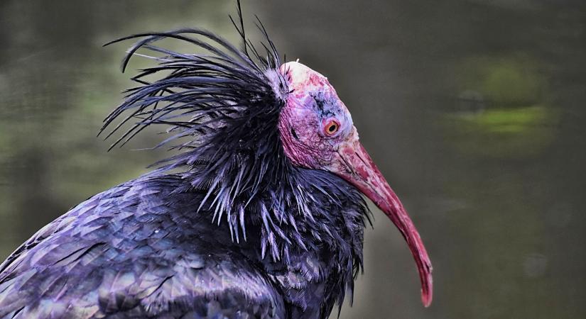 3D nyomtatott madárbábokkal segítik az egyik legveszélyeztettebb madárfaj visszatérését Bécsben