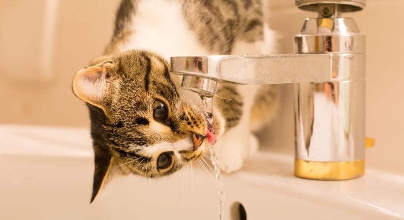 Nyissa ki a csapot vagy vegyen macskájának szökőkutat - így vegye rá kedvencét, hogy több vizet igyon