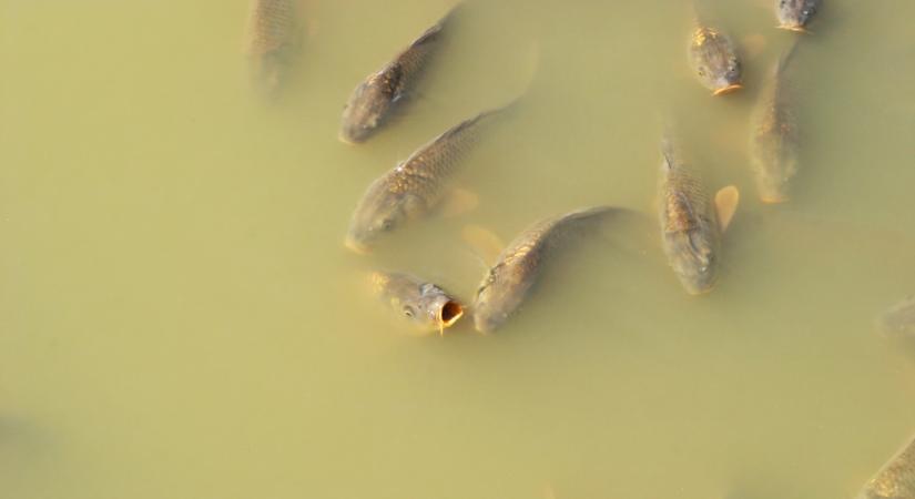 Ez kemény: nem is hinnéd, milyen halakat találtak Magyarországon