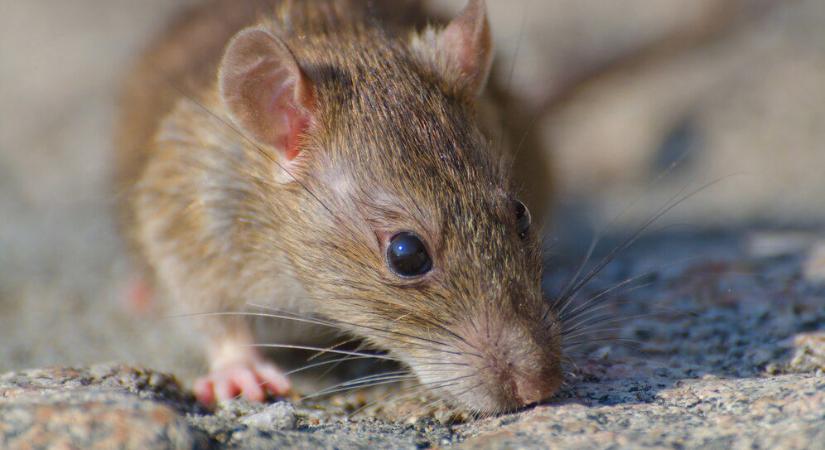 Patkányok Debrecenben: a lakótelepeken erős fertőzöttség tapasztalható