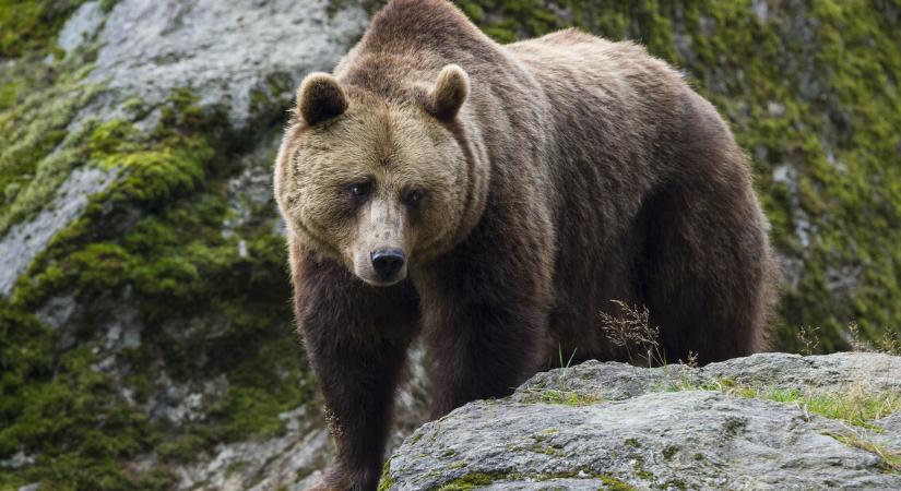 Medve támadt egy biciklisre Szlovákiában