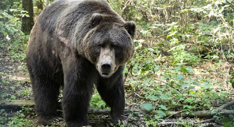Medve támadt egy biciklisre a szlovákiai Kis-Fátra lábánál