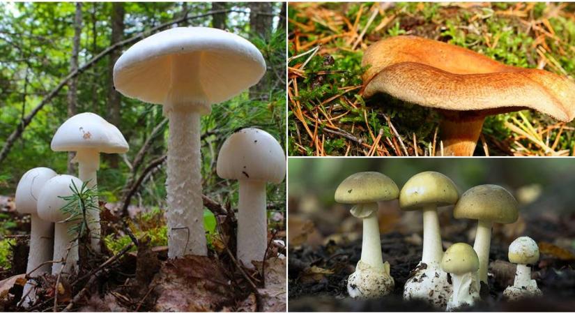Ezek Magyarország legmérgezőbb gombái