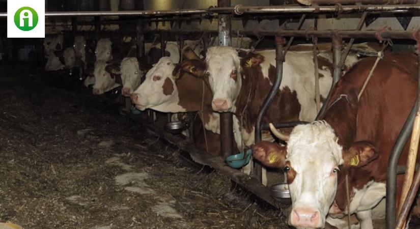 Kiderült, hogyan akadályozható meg a tehenek madárinfluenza fertőzése