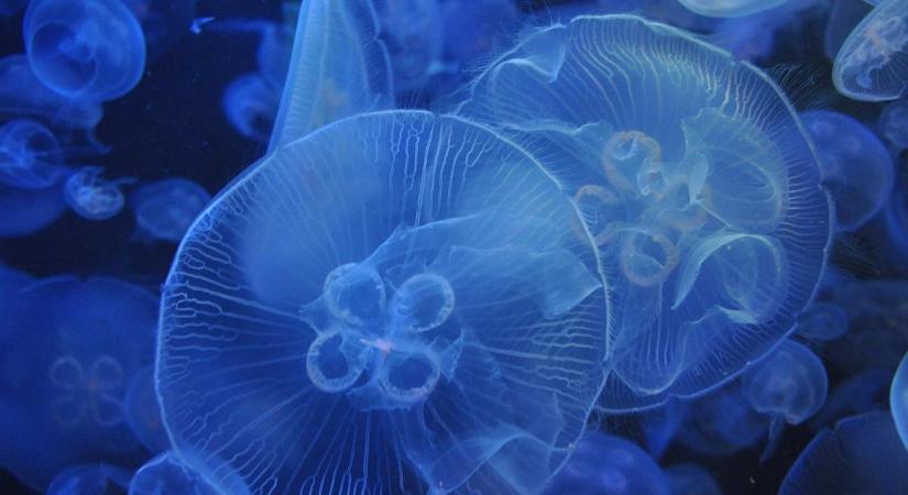 Riasztó mértékben elszaporodtak a medúzák a horvát tengerpartokon: erre figyelmeztetnek a szakemberek