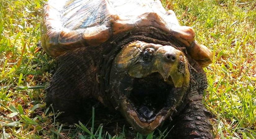 Emberre is veszélyes a Balatonból kifogott teknős