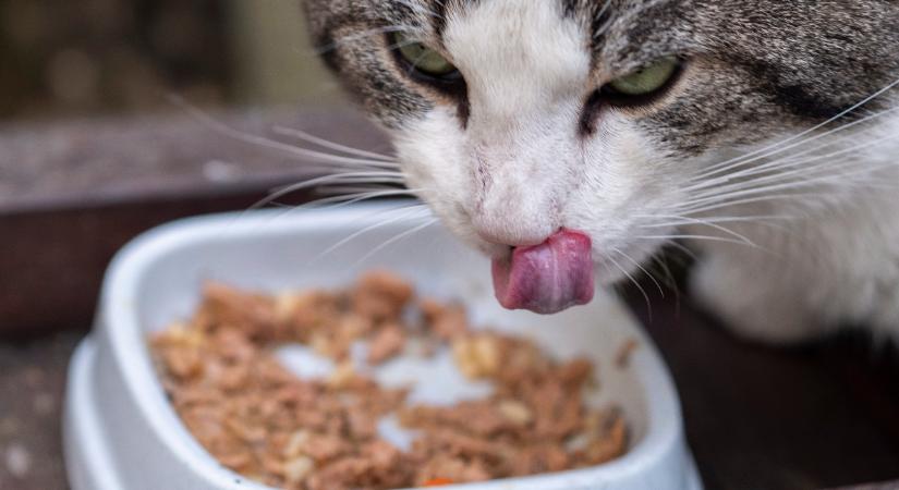 Ehetnek a macskák kutyaeledelt?