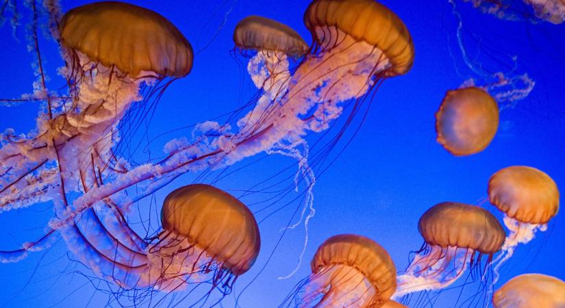 Halálos diszkógömb a tengerben – Mit tehetünk medúzacsípés ellen?