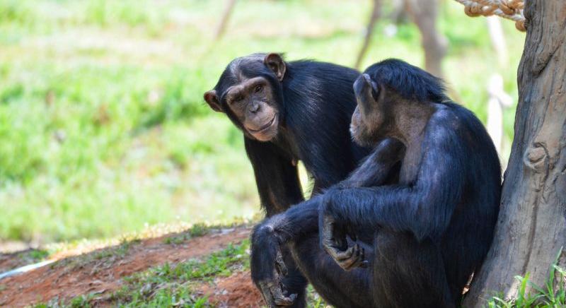 A csimpánzok kommunikációja hasonlít az emberére – Olyan gyors és összetett a mutogatásuk, mint a mienk