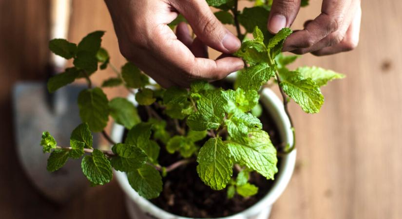 Illatosít, gyógyít és ízesít – Így gondozd a mentát a kertben