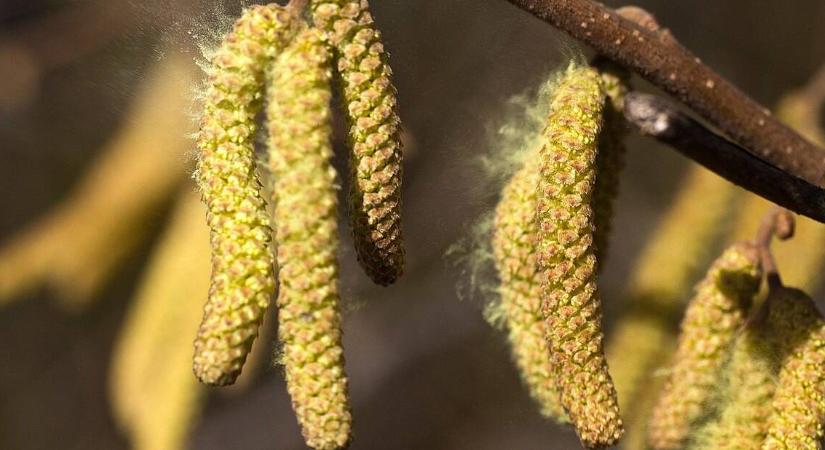 Allergiás kertészkedik – mi az allergia?