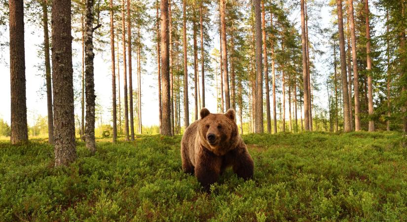Románia megelégelte a támadásokat, több száz medvét kilőnek