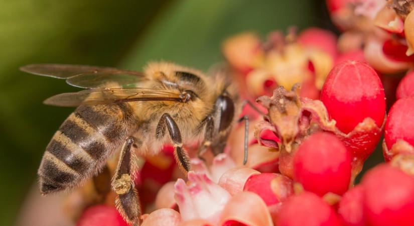 Döbbenet: gyilkos méhekből készítenek sört