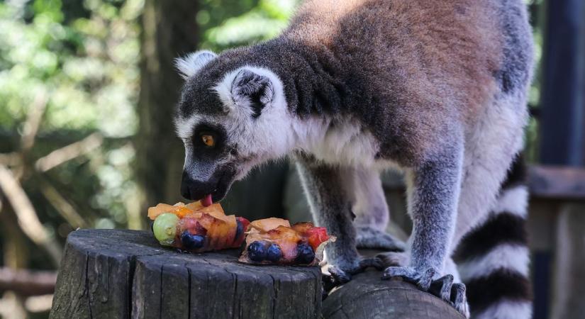 Kánikula a nyíregyházi állatkertben – így hűsítik a park lakóit
