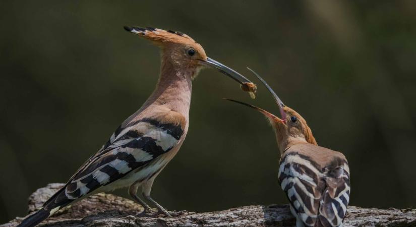 Családirtás és elhagyott utódok – a madarak élete is tele van drámával