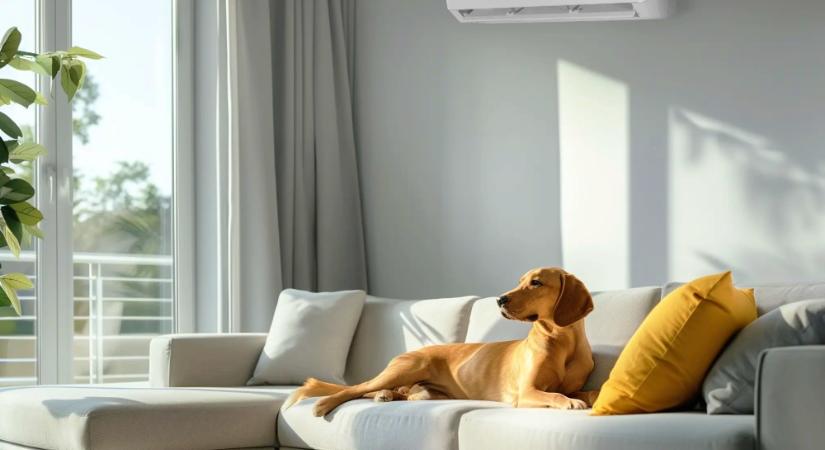 Így biztosítható házi kedvenceink komfortja a nagy hőségben