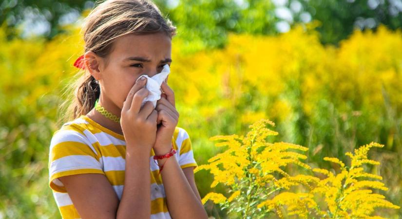 Már tüneteket okozhat a parlagfű pollenkoncentrációja