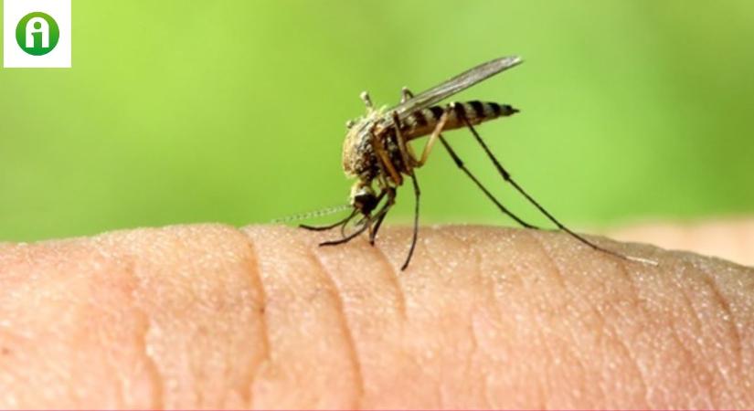 Lehet, hogy megvan a megoldás a szúnyogok megfékezésére?