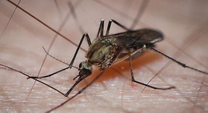 Riasztó kérdések: mi a legjobb legyek és szúnyogok ellen?