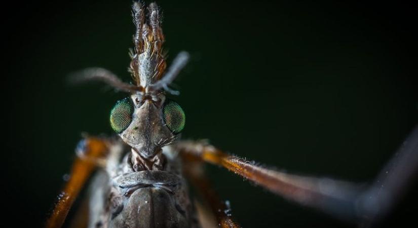 Létezhet megoldás a szúnyoggyérítés mellett: szaporodásképtelen fajok tenyésztésén kísérleteznek a kutatók
