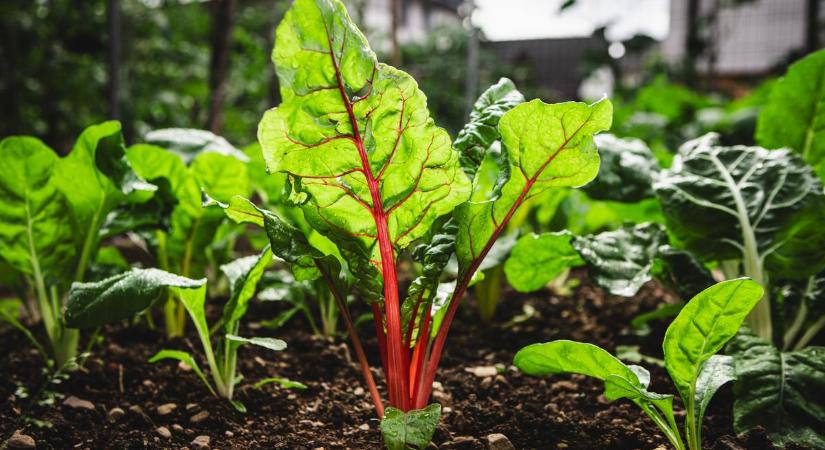 5 titkos trükk, ami egész nyáron megvédi a növényeidet, és nem lesz szükség permetezőszerre
