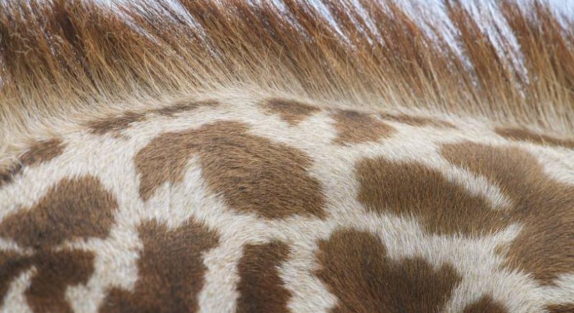 Döbbenetes külsejű zsiráfot láttak Afrikában: fotó is készült a különös állatról