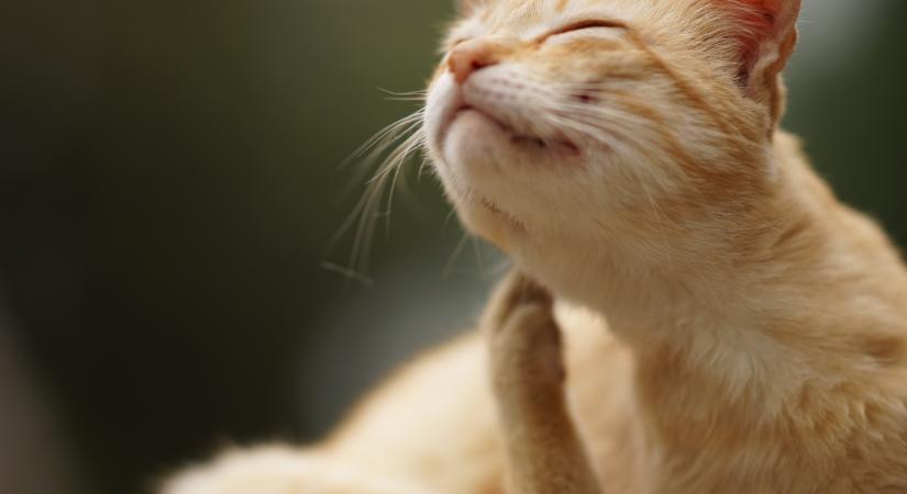 Így ismerhető fel a macskák élelmiszer-allergiája