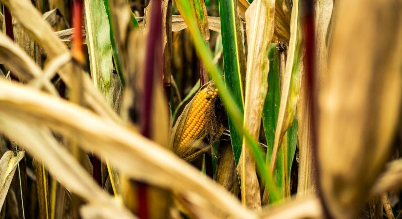 Veszélyben Olaszország ez évi kukoricatermése