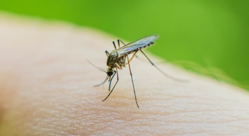 Ezzel a kevéssé ismert módszerrel gyógyul leggyorsabban a szúnyogcsípés