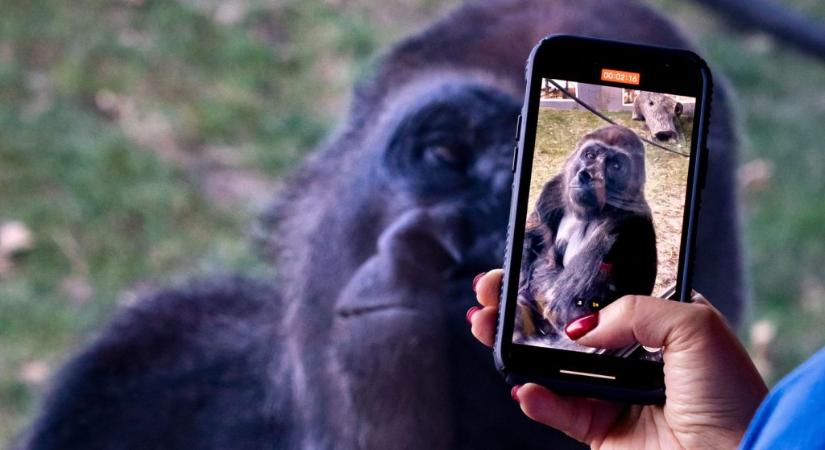 Mobilfüggővé váltak az állatkerti gorillák
