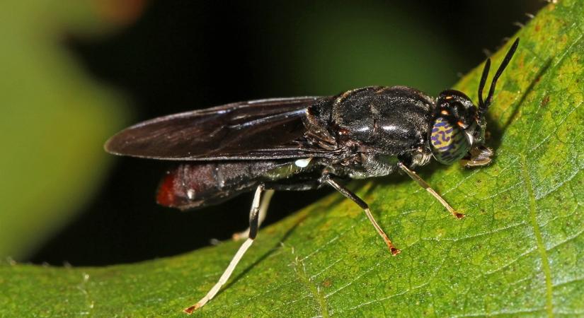 Kék bolygó: hatalmas étvágyú rovarok teszik fenntarthatóvá a takarmányellátást