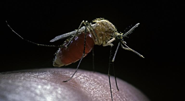 Budapesten és száznyolcvan településen folytatódik a szúnyogok elleni védekezés