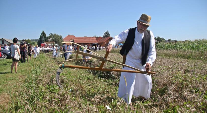 Az aratás és cséplés ünnepe Domonkosfán