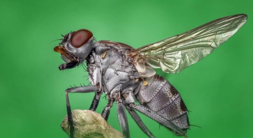 Kék Bolygó Alapítvány: nagyétvágyú rovarok teszik fenntarthatóvá a takarmányellátást