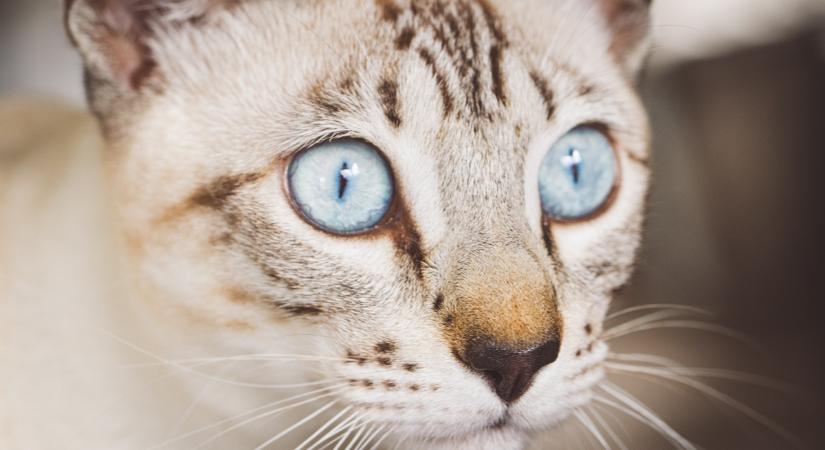 Ezek a macskafajták kerülhetnek a közeljövőben hivatalosan elfogadott státuszba
